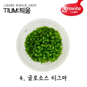 [그로비타 무균수초 틔움] 4 글로소스 티그마 (액상배지)
