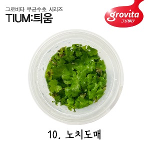 [그로비타 무균수초 틔움] 10 노치도매 (액상배지)