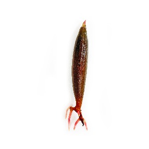 맹그로브 1벌브